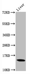 Western Blot Positive WB detected in Mouse liver tissue All lanes Di-methyl-Histone H3.1(K9)antibody at 0.9microg/ml Secondary Goat polyclonal to rabbit IgG at 1/50000 dilution Predicted band size: 15 KDa Observed band size: 15 KDa Western Blot Positive WB detected in Mouse liver tissue All lanes Di-methyl-Histone H3.1(K9)antibody at 0.9microg/ml Secondary Goat polyclonal to rabbit IgG at 1/50000 dilution Predicted band size: 15 KDa Observed band size: 15 KDa