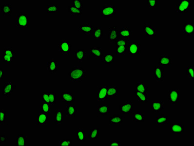 Mono-methyl-Histone H3.1 (K18) Recombinant Monoclonal Antibody - image 3