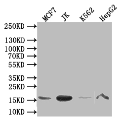 CSB-RA011621MA1HU WB