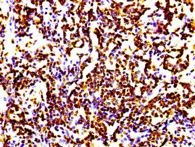 Histone H4 Recombinant Monoclonal Antibody - image 2