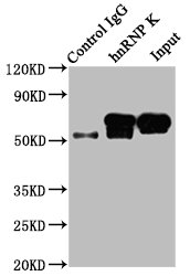 Immunoprecipitating HNRNPK in HepG2 whole cell lysate Lane 1: Rabbit control IgG instead of CSB-RA010611A0HU in HepG2 whole cell lysate. For western blotting, a HRP-conjugated Protein G antibody was used as the secondary antibody (1/2000) Lane 2: CSB-RA010611A0HU (3microg) + HepG2 whole cell lysate (500microg) Lane 3: HepG2 whole cell lysate (20microg)