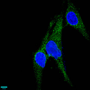 Immunofluorescence staining of U251 cells with CSB-RA013563A0HU at 1:37,counter-stained with DAPI. The cells were fixed in 4% formaldehyde, permeabilized using 0.2% Triton X-100 and blocked in 10% normal Goat Serum. The cells were then incubated with the antibody overnight at 4°C.The secondary antibody was Alexa Fluor 488-congugated AffiniPure Goat Anti-Rabbit IgG (H+L).