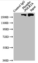 Immunoprecipitating Phospho-POLR2A in Hela whole cell lysate Lane 1: Rabbit control IgG(1microg)instead of CSB-RA018327A02phHU in Hela whole cell lysate. For western blotting,a HRP-conjugated Protein G antibody was used as the secondary antibody (1/2000) Lane 2: CSB-RA018327A02phHU(3microg)+ Hela whole cell lysate(1mg) Lane 3: Hela whole cell lysate (20microg)