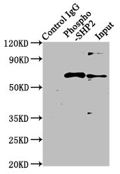 Immunoprecipitating Phospho-PTPN11 in Hela whole cell lysate treated with Pervanadate Lane 1: Rabbit control IgG(1microg)instead of CSB-RA019025A542phHU in Hela whole cell lysate treated with Pervanadate. For western blotting,a HRP-conjugated Protein G antibody was used as the secondary antibody (1/2000) Lane 2: CSB-RA019025A542phHU(3microg)+ Hela whole cell lysate treated with Pervanadate(1mg) Lane 3: Hela whole cell lysate treated with Pervanadate(20microg)