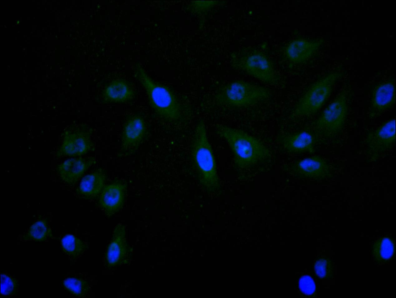 Immunofluorescence staining of A549 cell with CSB-RA022332MA1HU at 1:20, counter-stained with DAPI. The cells were fixed in 4% formaldehyde and blocked in 10% normal Goat Serum. The cells were then incubated with the antibody overnight at 4C. The secondary antibody was Alexa Fluor 488-congugated AffiniPure Goat Anti-Mouse IgG(H+L).