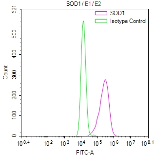 Overlay Peak curve showing Hela cells stained with CSB-RA022397MA1HU (red line) at 1:50. Then 10% normal goat serum was Incubated to block non-specific protein-protein interactions followed by the antibody (1microg/1*106cells) for 45 min at 4°C. The secondary antibody used was FITC-conjugated Goat Anti-Mouse IgG(H+L) at 1/200 dilution for 35 min at 4°C. Isotype control antibody (green line) was mouse IgG1 (1microg/1*106cells) used under the same conditions. Acquisition of >10,024 events was performed.