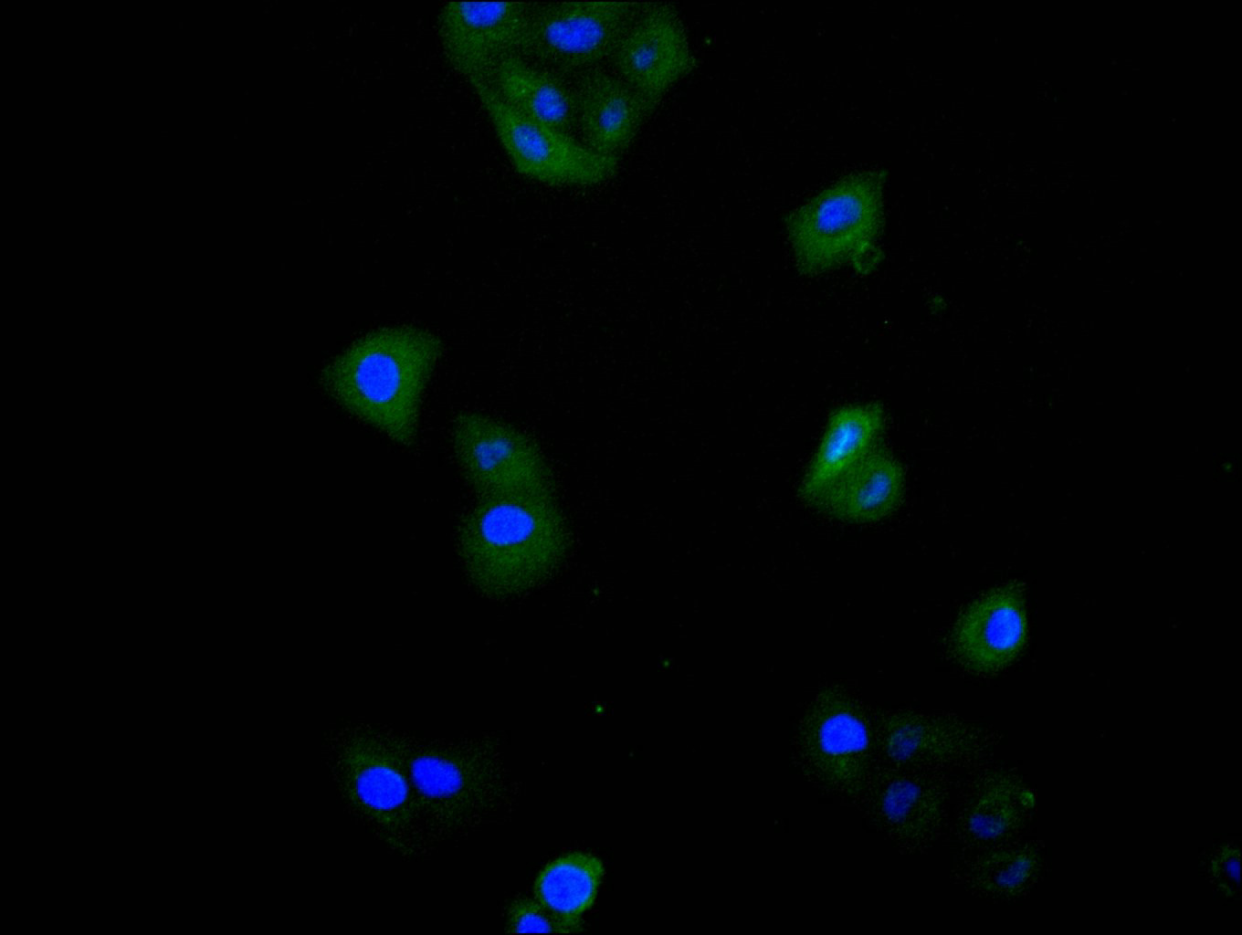 Immunofluorescence staining of Hela cell with CSB-RA022397MA1HU at 1:20, counter-stained with DAPI. The cells were fixed in 4% formaldehyde and blocked in 10% normal Goat Serum. The cells were then incubated with the antibody overnight at 4C. The secondary antibody was FITC-conjugated AffiniPure Goat Anti-Mouse IgG(H+L). Immunofluorescence staining of Hela cell with CSB-RA022397MA1HU at 1:20, counter-stained with DAPI. The cells were fixed in 4% formaldehyde and blocked in 10% normal Goat Serum. The cells were then incubated with the antibody overnight at 4C. The secondary antibody was FITC-conjugated AffiniPure Goat Anti-Mouse IgG(H+L).