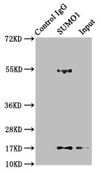 Immunoprecipitating SUMO1 in 293T whole cell lysate Lane 1: Rabbit control IgG instead of CSB-RA022948A0HU in 293T whole cell lysate. For western blotting, a HRP-conjugated Protein G antibody was used as the secondary antibody (1/2000) Lane 2: CSB-RA022948A0HU (3microg) + 293T whole cell lysate (500microg) Lane 3: 293T whole cell lysate (20microg)