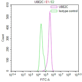 UBE2C Recombinant Monoclonal Antibody - image 3