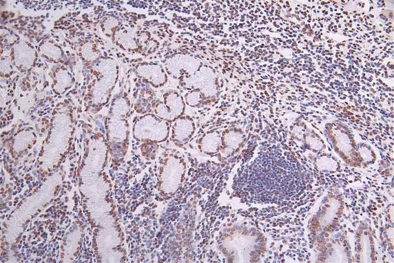H2AFX Recombinant Monoclonal Antibody - image 2