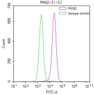PKN2 Recombinant Monoclonal Antibody - image 2