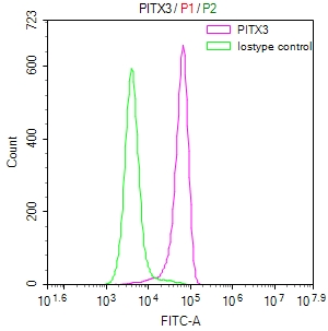 PITX3 Recombinant Monoclonal Antibody - image 2