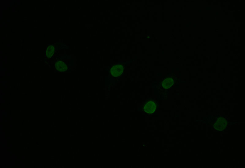HIST1H1C Recombinant Monoclonal Antibody - image 2