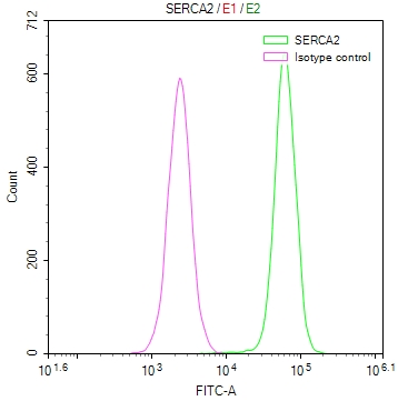 ATP2A2 Recombinant Monoclonal Antibody - image 3