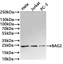 CSB-RA104772A0HU