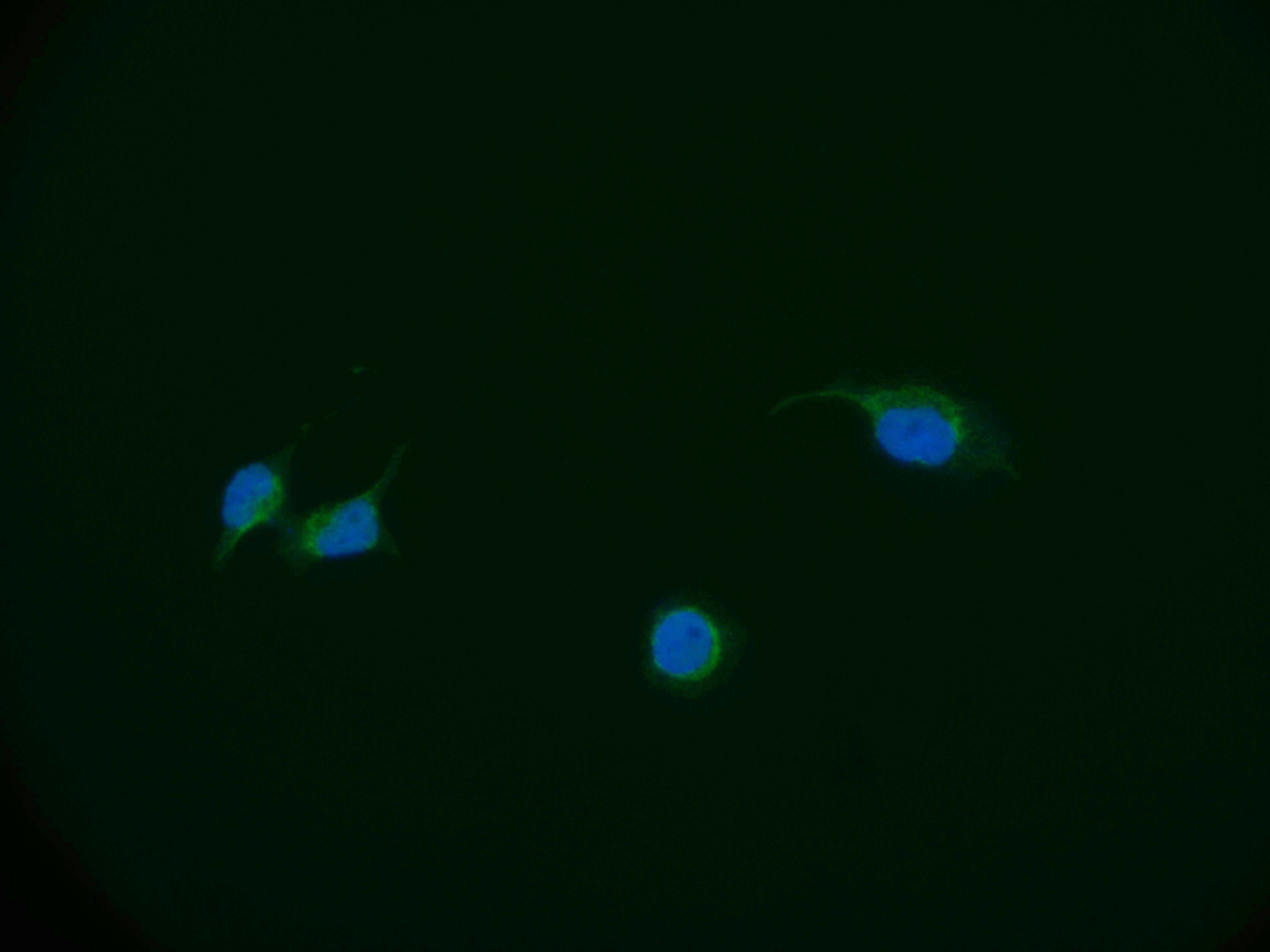 DBF4 Recombinant Monoclonal Antibody - image 2