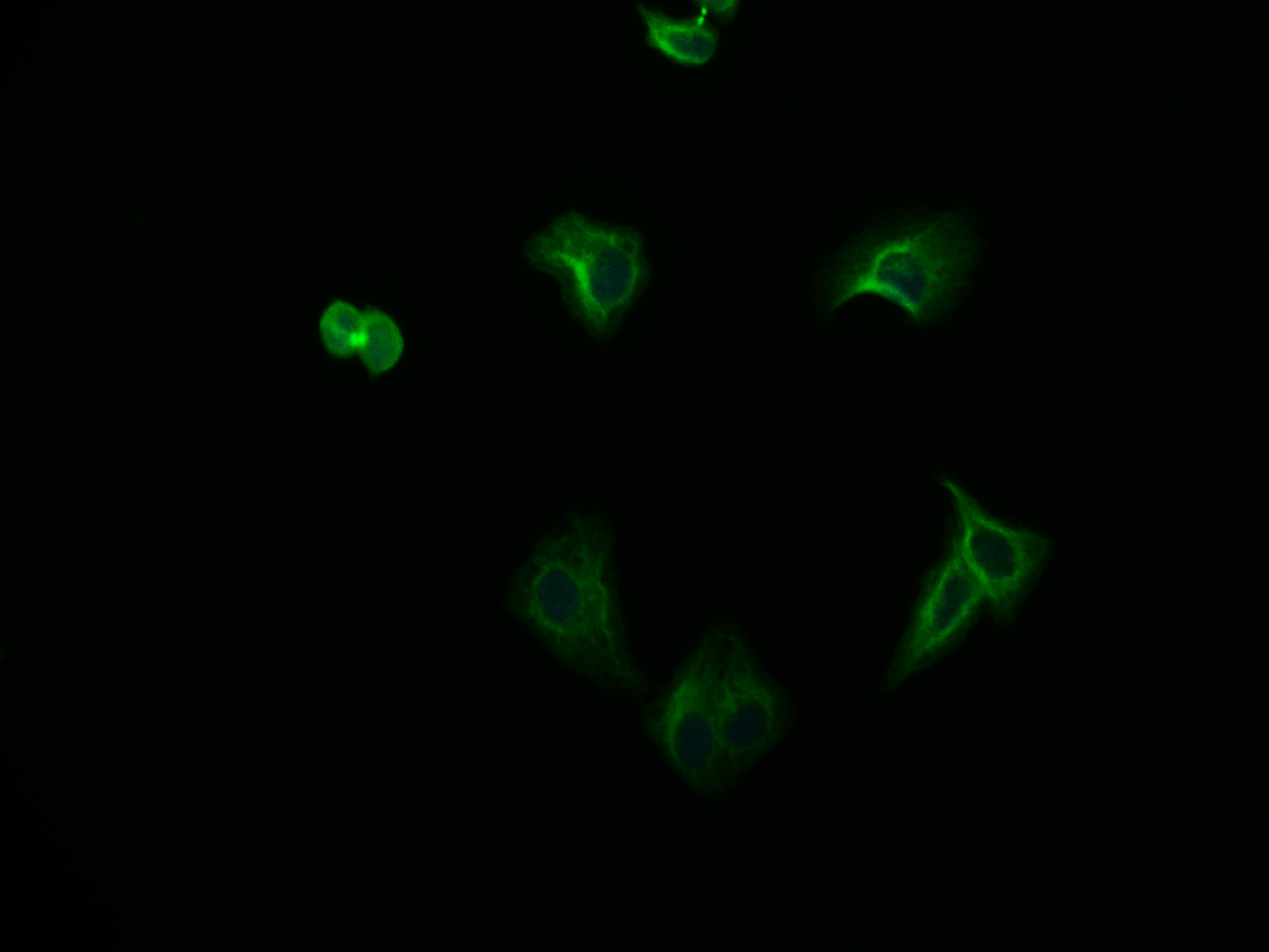 Immunofluorescence staining of HepG2 cell with CSB-RA155442A0HU at 1:50, counter-stained with DAPI. The cells were fixed in 4% formaldehyde and blocked in 10% normal Goat Serum. The cells were then incubated with the antibody overnight at 4°C. The secondary antibody was Alexa Fluor 565-congugated AffiniPure Goat Anti-Rabbit IgG(H+L).