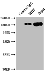 Immunoprecipitating SHIP in Raji whole cell lysate Lane 1: Rabbit control IgG instead of CSB-RA157463A0HU in Raji whole cell lysate. For western blotting,a HRP-conjugated Protein G antibody was used as the secondary antibody (1/2000) Lane 2: CSB-RA157463A0HU(2microg)+ Raji whole cell lysate(500microg) Lane 3: Raji whole cell lysate (10microg)