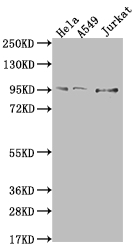 CSB-RA158403A0HU