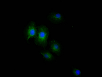 Immunofluorescence staining of A549 Cells with CSB-RA159341A0HU at 1:50, counter-stained with DAPI. The cells were fixed in 4% formaldehyde, permeated by 0.2% TritonX-100, and blocked in 10% normal Goat Serum. The cells were then incubated with the antibody overnight at 4°C. Nuclear DNA was labeled in blue with DAPI. The secondary antibody was FITC-conjugated AffiniPure Goat Anti-Rabbit IgG (H+L).