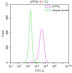 ATP7B Recombinant Monoclonal Antibody - image 4