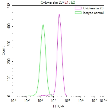 KRT20 Recombinant Monoclonal Antibody - image 2