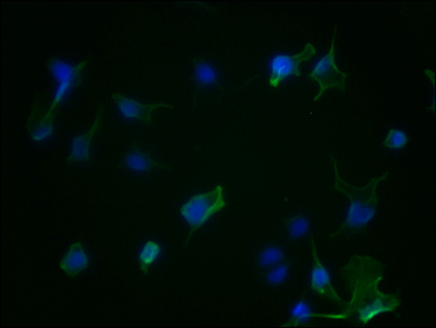 Immunofluorescence staining of Hela Cells with CSB-RA223479A0HU at 1:50, counter-stained with DAPI. The cells were fixed in 4% formaldehyde, permeated by 0.2% TritonX-100, and blocked in 10% normal Goat Serum. The cells were then incubated with the antibody overnight at 4°C. Nuclear DNA was labeled in blue with DAPI. The secondary antibody was FITC-conjugated AffiniPure Goat Anti-Rabbit IgG (H+L). Immunofluorescence staining of Hela Cells with CSB-RA223479A0HU at 1:50, counter-stained with DAPI. The cells were fixed in 4% formaldehyde, permeated by 0.2% TritonX-100, and blocked in 10% normal Goat Serum. The cells were then incubated with the antibody overnight at 4°C. Nuclear DNA was labeled in blue with DAPI. The secondary antibody was FITC-conjugated AffiniPure Goat Anti-Rabbit IgG (H+L).