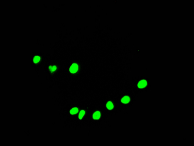 Immunofluorescence staining of HepG2 Cells with CSB-RA231179A0HU at 1:50, counter-stained with DAPI. The cells were fixed in 4% formaldehyde, permeated by 0.2% TritonX-100, and blocked in 10% normal Goat Serum. The cells were then incubated with the antibody overnight at 4°C. Nuclear DNA was labeled in blue with DAPI. The secondary antibody was FITC-conjugated AffiniPure Goat Anti-Rabbit IgG (H+L).