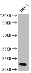 Western Blot Positive WB detected in: THP-1 whole cell lysate All lanes: IL23 antibody at 1:1000 Secondary Goat polyclonal to rabbit IgG at 1/50000 dilution Predicted band size: 21 kDa Observed band size: 21 kDa