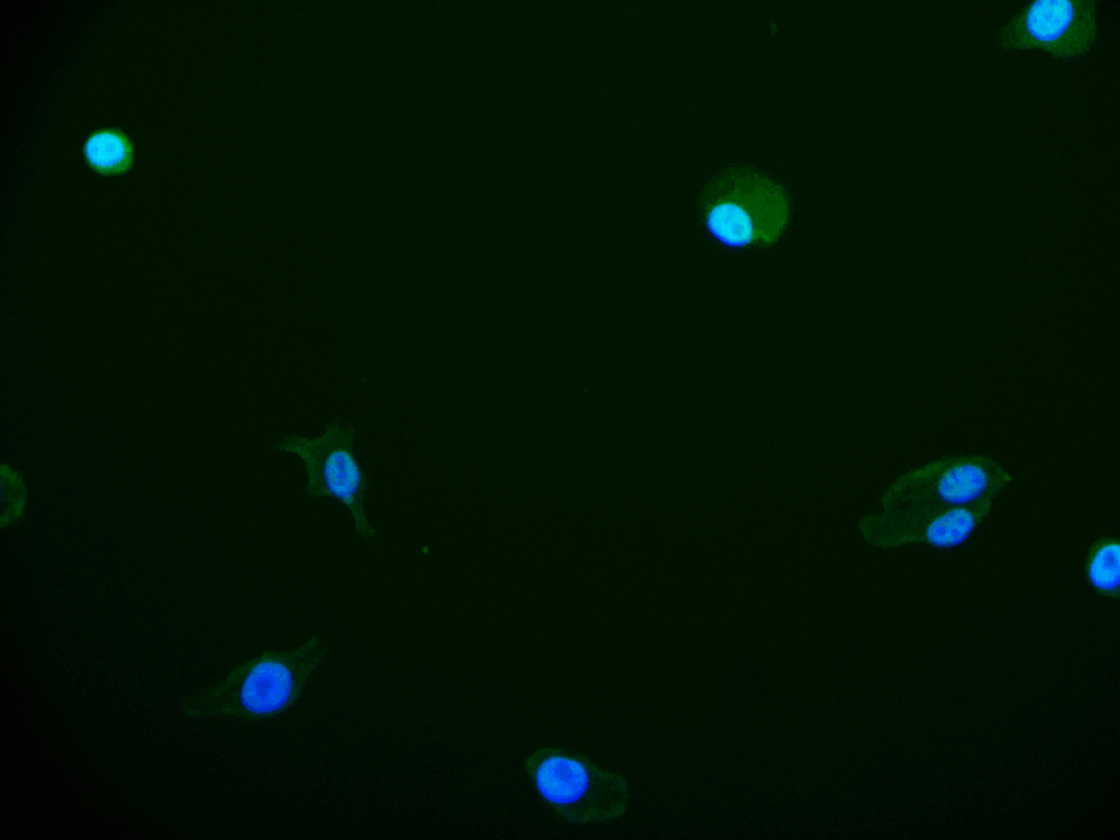 Immunofluorescence staining of HepG2 cell with CSB-RA256295A0HU at 1:50, counter-stained with DAPI. The cells were fixed in 4% formaldehyde and blocked in 10% normal Goat Serum. The cells were then incubated with the antibody overnight at 4°C. The secondary antibody was Alexa Fluor 525-congugated AffiniPure Goat Anti-Rabbit IgG(H+L).