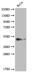 Western Blot Positive WB detected in: Hela whole cell lysate All lanes: BMP4 antibody at 1:2000 Secondary Goat polyclonal to rabbit IgG at 1/50000 dilution Predicted band size: 47 kDa Observed band size: 36-55 kDa Western Blot Positive WB detected in: Hela whole cell lysate All lanes: BMP4 antibody at 1:2000 Secondary Goat polyclonal to rabbit IgG at 1/50000 dilution Predicted band size: 47 kDa Observed band size: 36-55 kDa