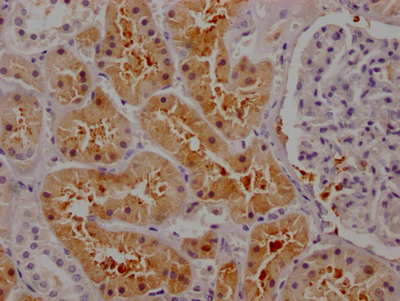 IHC image of CSB-RA261140A0HU diluted at 1:100 and staining in paraffin-embedded human kidney tissue performed on a Leica BondTM system. After dewaxing and hydration, antigen retrieval was mediated by high pressure in a citrate buffer (pH 6.0). Section was blocked with 10% normal goat serum 30min at RT. Then primary antibody (1% BSA) was incubated at 4°C overnight. The primary is detected by a Goat anti-rabbit IgG polymer labeled by HRP and visualized using 0.05% DAB.