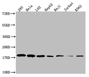 CSB-RA277640A0HU
