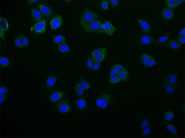 Immunofluorescence staining of PC-3 cell with CSB-RA284745A0HU at 1:50, counter-stained with DAPI. The cells were fixed in 4% formaldehyde and blocked in 10% normal Goat Serum. The cells were then incubated with the antibody overnight at 4°C. The secondary antibody was Alexa Fluor 516-congugated AffiniPure Goat Anti-Rabbit IgG(H+L). Immunofluorescence staining of PC-3 cell with CSB-RA284745A0HU at 1:50, counter-stained with DAPI. The cells were fixed in 4% formaldehyde and blocked in 10% normal Goat Serum. The cells were then incubated with the antibody overnight at 4°C. The secondary antibody was Alexa Fluor 516-congugated AffiniPure Goat Anti-Rabbit IgG(H+L).