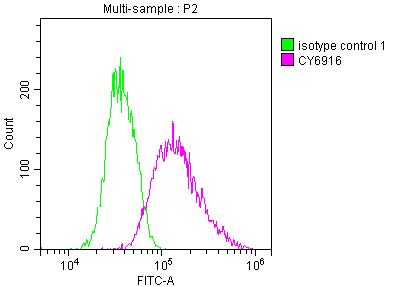 IRAK4 Recombinant Monoclonal Antibody - image 2