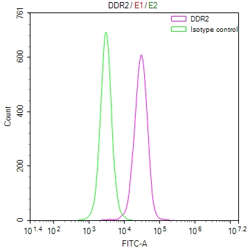 DDR2 Recombinant Monoclonal Antibody - image 2