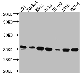 Western Blot Positive WB detected in: 293 whole cell lysate, Jurkat whole cell lysate, K562 whole cell lysate, Hela whole cell lysate, HL-60 whole cell lysate, A375 whole cell lysate, MCF-7 whole cell lysate All lanes: Syntaxin 4 antibody at 1:1000 Secondary Goat polyclonal to rabbit IgG at 1/50000 dilution Predicted band size: 35, 34 kDa Observed band size: 35 kDa Western Blot Positive WB detected in: 293 whole cell lysate, Jurkat whole cell lysate, K562 whole cell lysate, Hela whole cell lysate, HL-60 whole cell lysate, A375 whole cell lysate, MCF-7 whole cell lysate All lanes: Syntaxin 4 antibody at 1:1000 Secondary Goat polyclonal to rabbit IgG at 1/50000 dilution Predicted band size: 35, 34 kDa Observed band size: 35 kDa