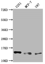 Western Blot Positive WB detected in: U251 whole cell lysate, MCF-7 whole cell lysate, U87 whole cell lysate All lanes: TNFRSF12A antibody at 1:2000 Secondary Goat polyclonal to rabbit IgG at 1/50000 dilution Predicted band size: 14, 11 kD Observed band size: 14 kDa Western Blot Positive WB detected in: U251 whole cell lysate, MCF-7 whole cell lysate, U87 whole cell lysate All lanes: TNFRSF12A antibody at 1:2000 Secondary Goat polyclonal to rabbit IgG at 1/50000 dilution Predicted band size: 14, 11 kD Observed band size: 14 kDa