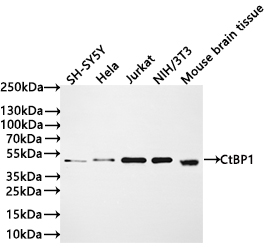 CSB-RA546965A0HU