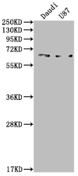 CSB-RA555022A0HU WB