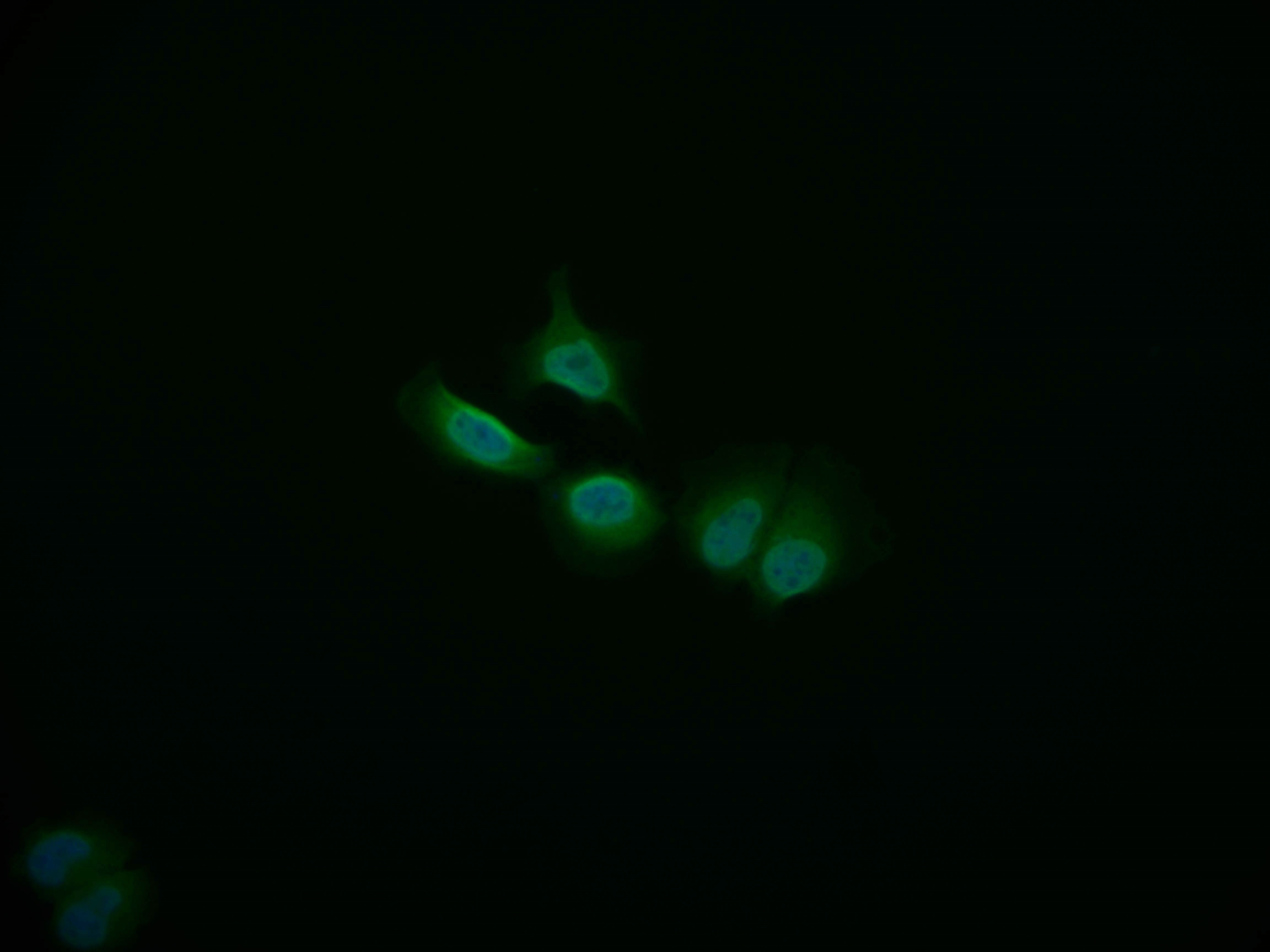 Immunofluorescence staining of A549 cell with CSB-RA556985A0HU at 1:50, counter-stained with DAPI. The cells were fixed in 4% formaldehyde and blocked in 10% normal Goat Serum. The cells were then incubated with the antibody overnight at 4°C. The secondary antibody was Alexa Fluor 535-congugated AffiniPure Goat Anti-Rabbit IgG(H+L).