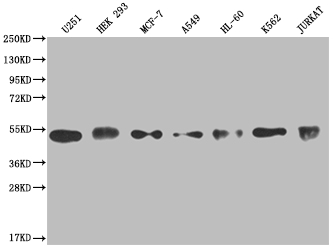 Western Blot Positive WB detected in: U251 whole cell lysate, HEK293 whole cell lysate, MCF-7 whole cell lysate, A549 whole cell lysate, HL-60 whole cell lysate, K562 whole cell lysate, Jurkat whole cell lysate All lanes: COPS3 antibody at 1:2000 Secondary Goat polyclonal to rabbit IgG at 1/50000 dilution Predicted band size: 48, 46 kDa Observed band size: 40-55 kDa Western Blot Positive WB detected in: U251 whole cell lysate, HEK293 whole cell lysate, MCF-7 whole cell lysate, A549 whole cell lysate, HL-60 whole cell lysate, K562 whole cell lysate, Jurkat whole cell lysate All lanes: COPS3 antibody at 1:2000 Secondary Goat polyclonal to rabbit IgG at 1/50000 dilution Predicted band size: 48, 46 kDa Observed band size: 40-55 kDa