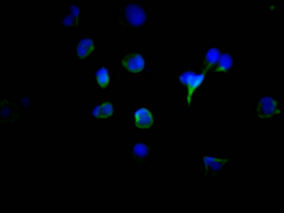 Immunofluorescence staining of MCF7 Cells with CSB-RA567167A0HU at 1:50, counter-stained with DAPI. The cells were fixed in 4% formaldehyde, permeated by 0.2% TritonX-100, and blocked in 10% normal Goat Serum. The cells were then incubated with the antibody overnight at 4°C. Nuclear DNA was labeled in blue with DAPI. The secondary antibody was FITC-conjugated AffiniPure Goat Anti-Rabbit IgG (H+L). Immunofluorescence staining of MCF7 Cells with CSB-RA567167A0HU at 1:50, counter-stained with DAPI. The cells were fixed in 4% formaldehyde, permeated by 0.2% TritonX-100, and blocked in 10% normal Goat Serum. The cells were then incubated with the antibody overnight at 4°C. Nuclear DNA was labeled in blue with DAPI. The secondary antibody was FITC-conjugated AffiniPure Goat Anti-Rabbit IgG (H+L).