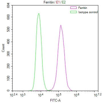 FTH1 Recombinant Monoclonal Antibody - image 3