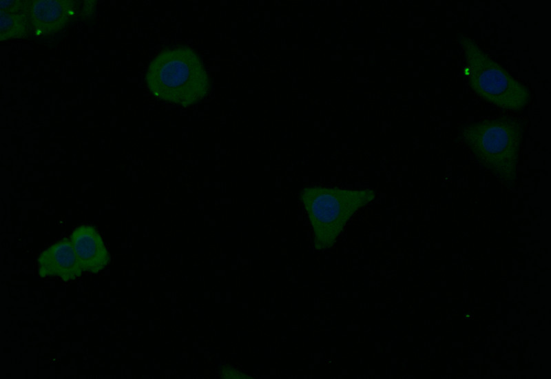 FTH1 Recombinant Monoclonal Antibody - image 2