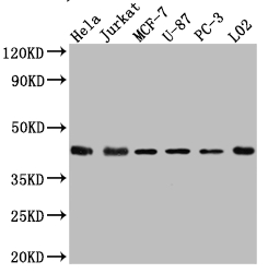Western Blot Positive WB detected in: Hela whole cell lysate, Jurkat whole cell lysate, MCF-7 whole cell lysate, U-87 whole cell lysate, PC-3 whole cell lysate, L02 whole cell lysate All lanes: p38 antibody at 1:1000 Secondary Goat polyclonal to rabbit IgG at 1/50000 dilution Predicted band size: 42, 42, 35, 36, 30 kDa Observed band size: 42 kDa Western Blot Positive WB detected in: Hela whole cell lysate, Jurkat whole cell lysate, MCF-7 whole cell lysate, U-87 whole cell lysate, PC-3 whole cell lysate, L02 whole cell lysate All lanes: p38 antibody at 1:1000 Secondary Goat polyclonal to rabbit IgG at 1/50000 dilution Predicted band size: 42, 42, 35, 36, 30 kDa Observed band size: 42 kDa