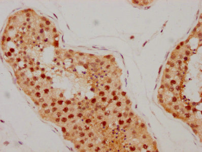 IHC image of CSB-RA618770A0HU diluted at 1:205 and staining in paraffin-embedded human testis tissue performed on a Leica BondTM system. After dewaxing and hydration, antigen retrieval was mediated by high pressure in a citrate buffer (pH 6.0). Section was blocked with 10% normal goat serum 30min at RT. Then primary antibody (1% BSA) was incubated at 4°C overnight. The primary is detected by a biotinylated secondary antibody and visualized using an HRP conjugated SP system.