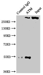 Immunoprecipitating ATM in PC3 whole cell lysate Lane 1: Rabbit control IgG instead of CSB-RA618770A0HU in PC3 whole cell lysate. For western blotting, a HRP-conjugated Protein G antibody was used as the secondary antibody (1/2000) Lane 2: CSB-RA618770A0HU (3microg) + PC3 whole cell lysate (500microg) Lane 3: PC3 whole cell lysate (20microg)