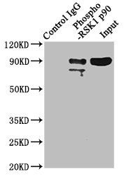 Immunoprecipitating Phospho-RPS6KA1 in Hela whole cell lysate Lane 1: Rabbit control IgG(1microg)instead of CSB-RA618984A359phHU in Hela whole cell lysate. For western blotting,a HRP-conjugated Protein G antibody was used as the secondary antibody (1/2000) Lane 2: CSB-RA618984A359phHU(3microg)+ Hela whole cell lysate(1mg) Lane 3: Hela whole cell lysate (20microg)