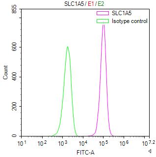 SLC1A5 Recombinant Monoclonal Antibody - image 3